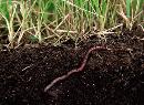Дождевые и земляные черви – санитары почвы
