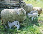 Содержание овец