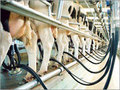 Молочное животноводство: проблемы становятся другими